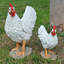 Edmonson Animals Weather Resistant Polyresin Garden Statue-953304062-953304061