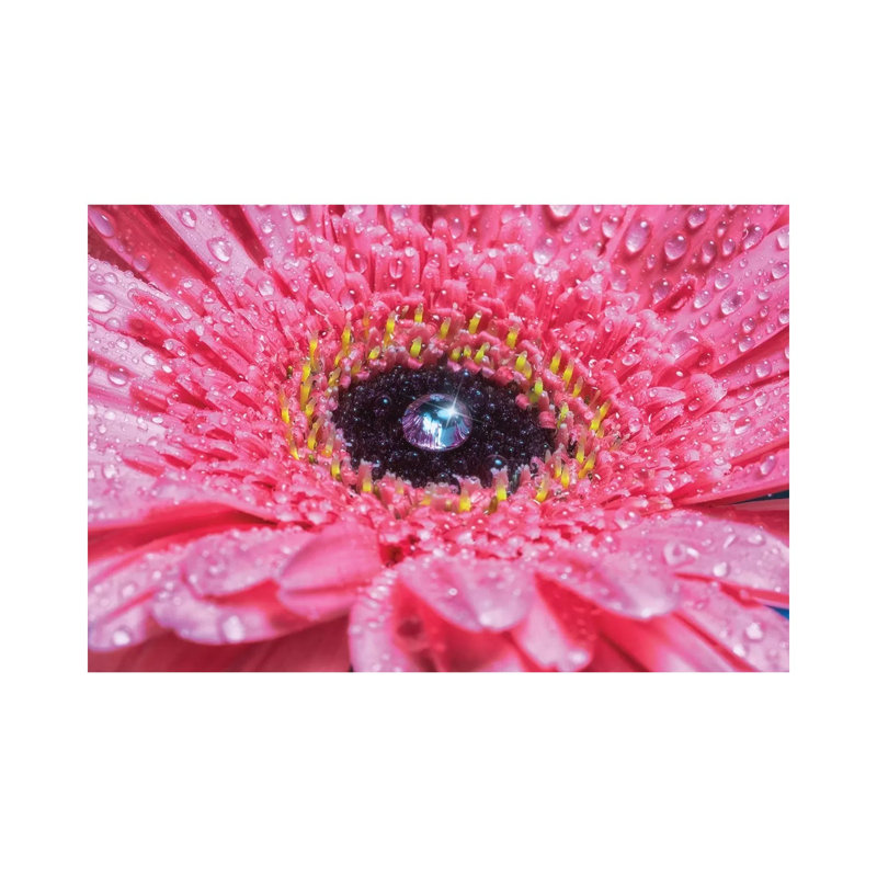 Pink Daisy With Water Droplets - Wrapped Canvas Print, 30.48cm H x 45.72cm W x 1.905cm D