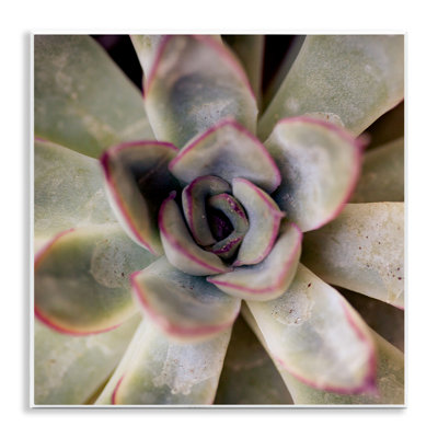 «Succulent Petals» par Susan Bryant