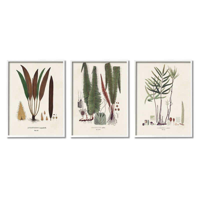 Études botaniques rétro, impression sur bois, 3 pièces, Giclée encadrée blanc bord de mer, H 14 po x l 33 po x P 1,5 po