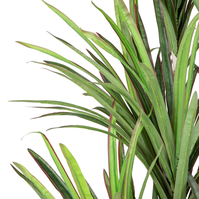 Plante verte 5,5 'Dracaena Marginata