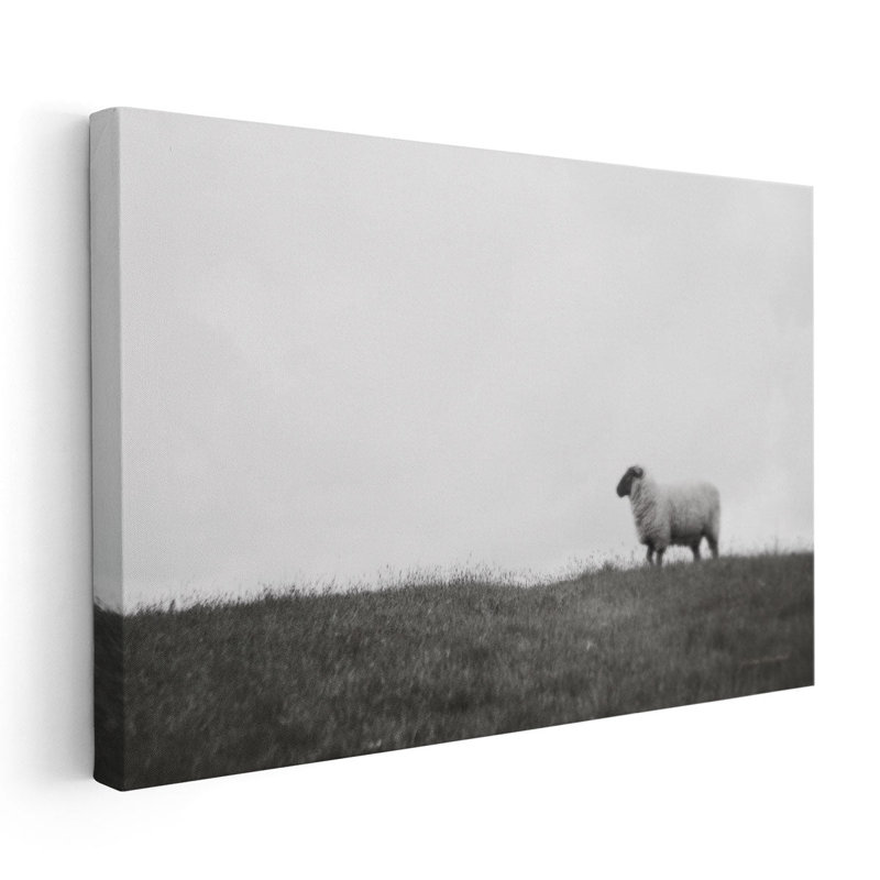 Islay Sheep II - Canvas Print Wall Art, 20" H x 30" W