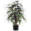 Ficus au sol en pot