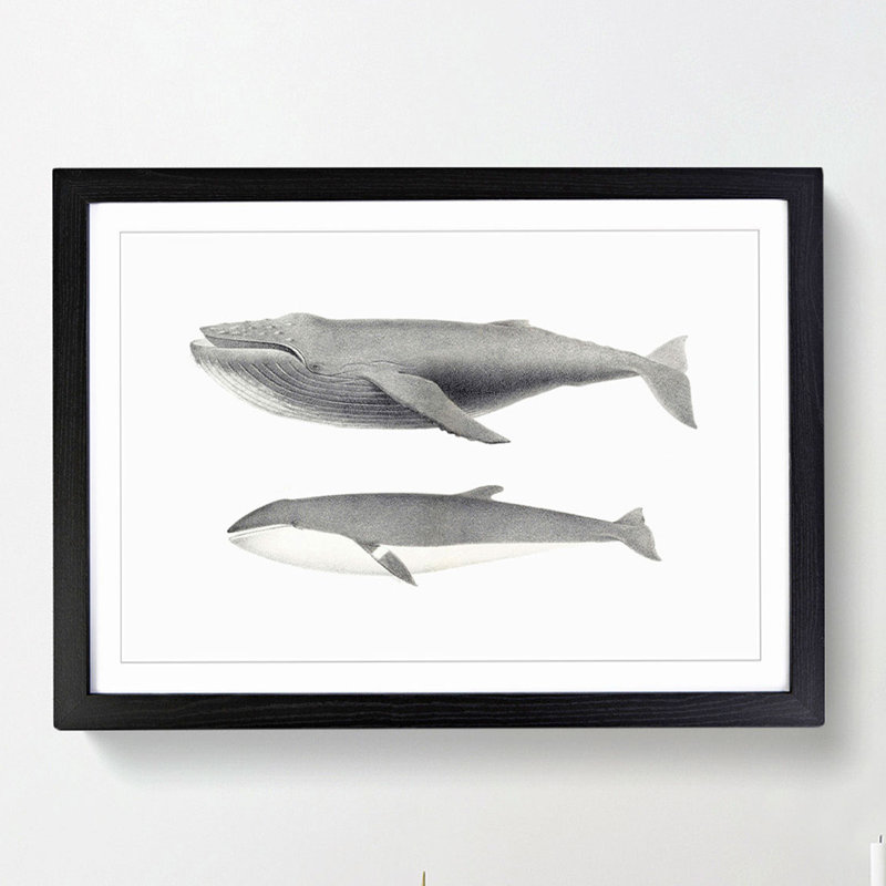 Humpback & Minke Whale by C.M. Scammon - Framed Print, 36cm H x 48cm W x 2cm D, Black Framed