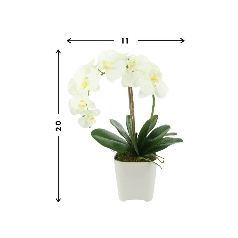 Orchidée dans un vase