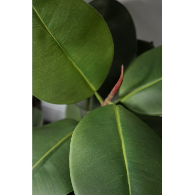 Horner 69.5'' Faux Rubber Tree in Planter