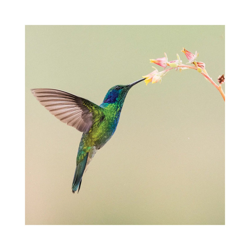 Blue-eared Violet Hummingbird Feeding On Flower, Talamanca Mountains, Costa Rica by Panoramic Images - Gallery-Wrapped Canvas Giclée on Canvas