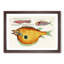 East Indies Fish Illustrations XXX by Louis Renard - Picture Frame Graphic Art Print-55537341-55537342