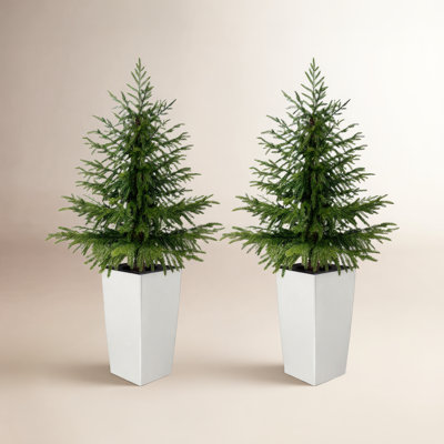 Norfolk Pine Tree in Pot