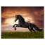 « black friesian cheval gallop », impression sur toile tendue-25565534