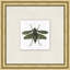 Flying Specimen 3 Print by Lillian August