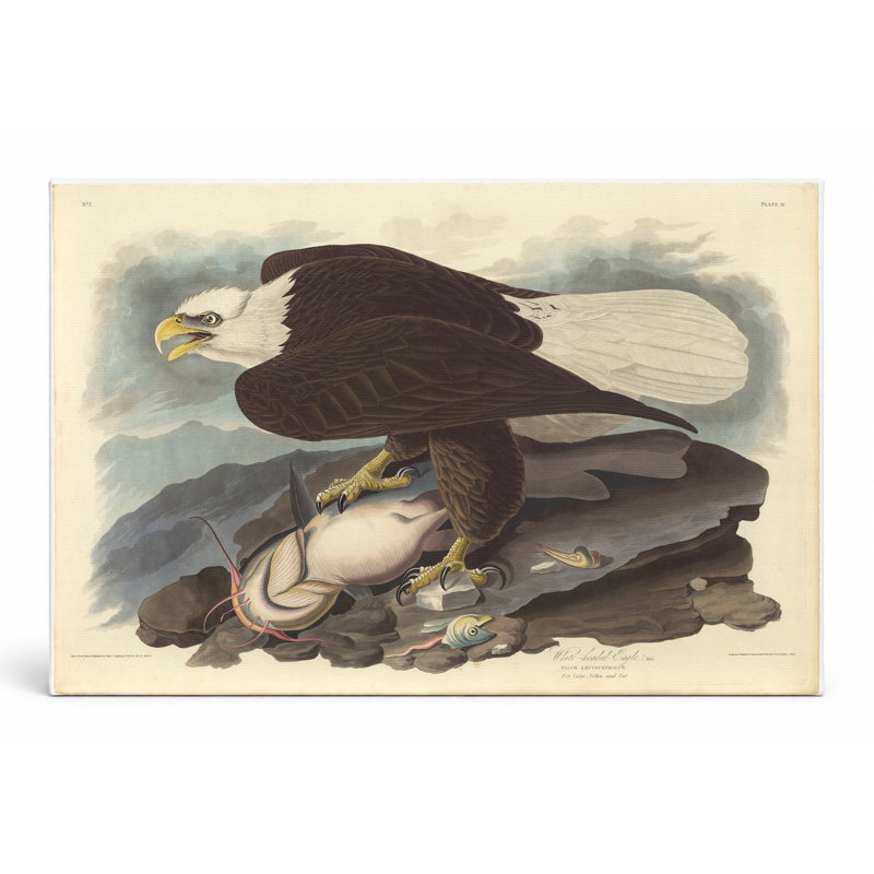 Aigle à tête blanche (planche 31) - art mural sur toile paysage, L 20 po x H 16 po