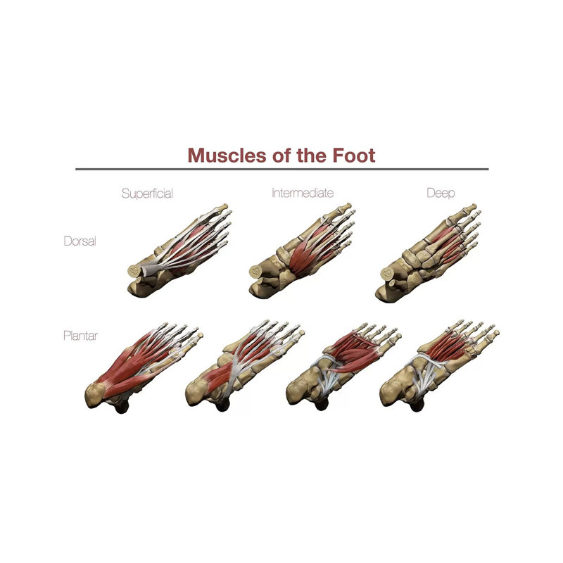 Muscles of the Foot par Photon Illustration - impression sur toile tendue, H 12 po x l 18 po x P 1,5 po