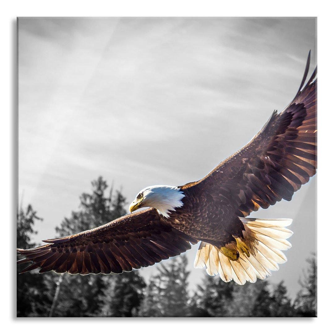 Glasbild Großer fliegender Adler