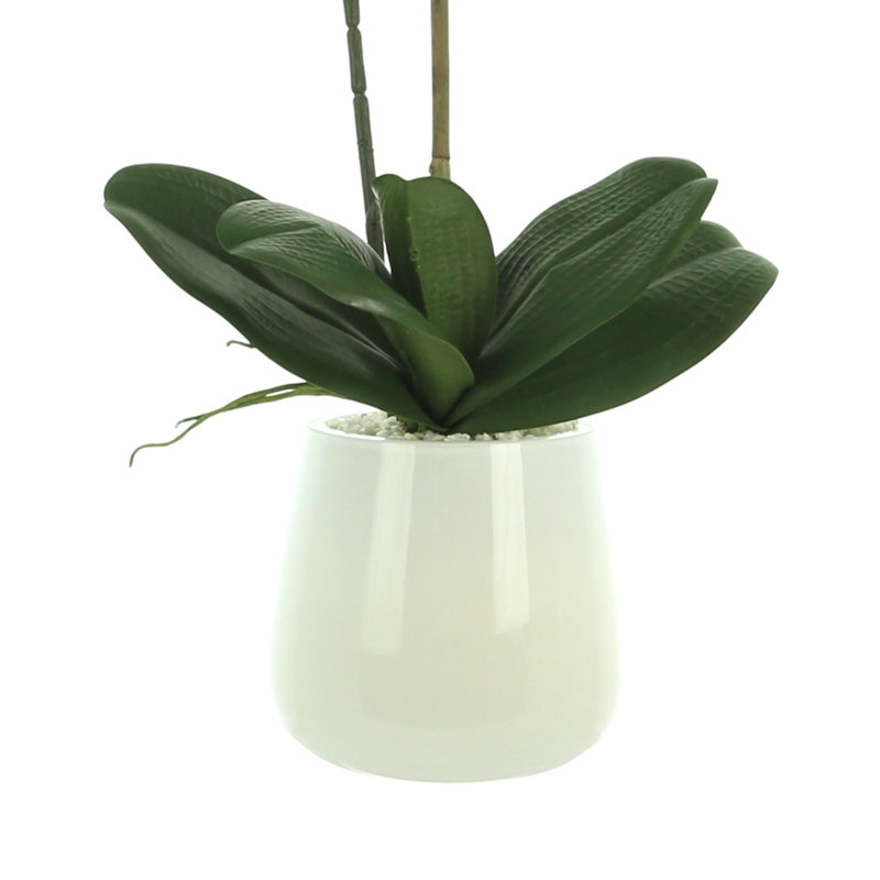 Phalaenopsis Orchid Floral Arrangement in Pot, Fuchsia/Pink