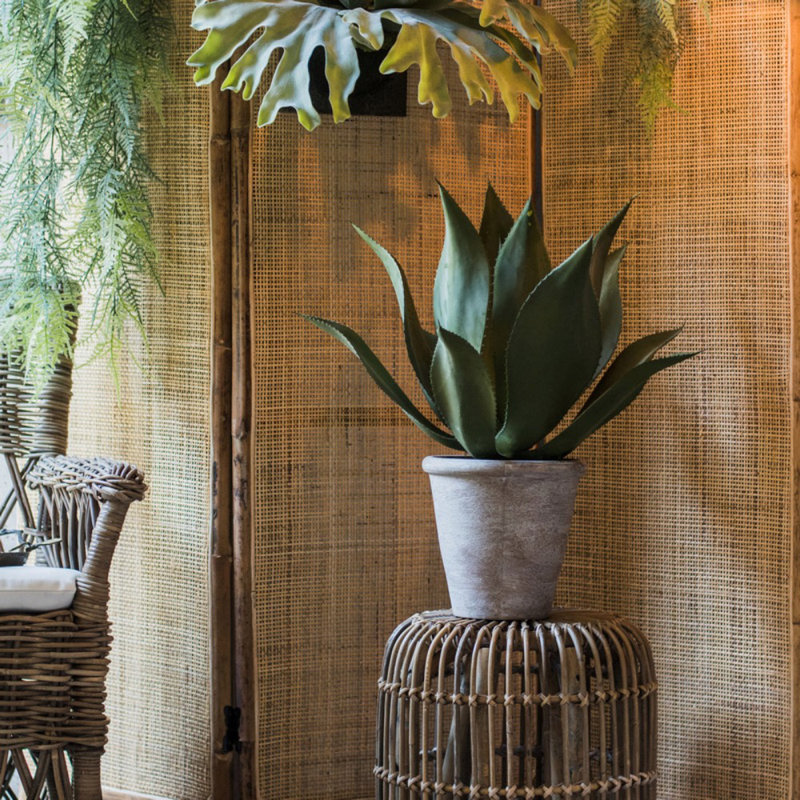 Plante agave en pot