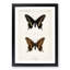 Black Swallowtail Butterfly by S.F. Denton - Picture Frame Graphic Art Print-55512471-55512468