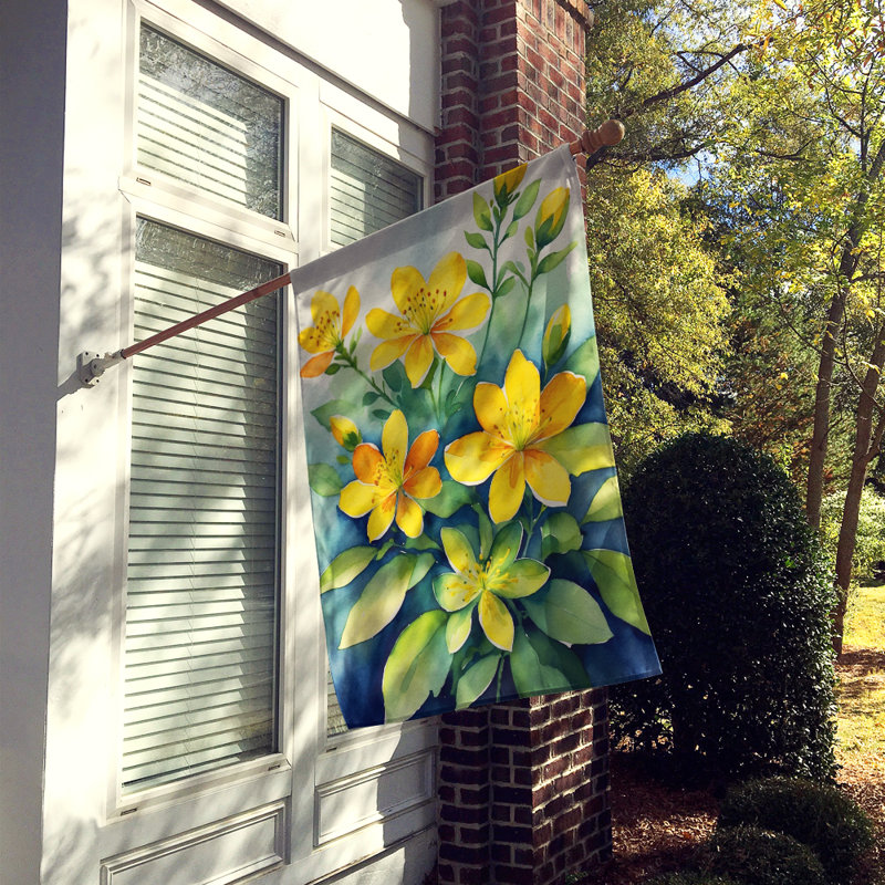 House Flag, Hypericum or St. John锟絪 Wort