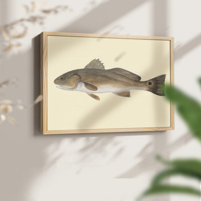 «Saltwater Species III», reproduction encadrée