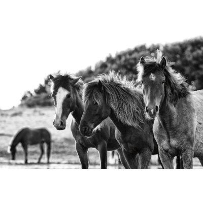 Horses Three Crop by Aledanda - Wrapped Canvas Print