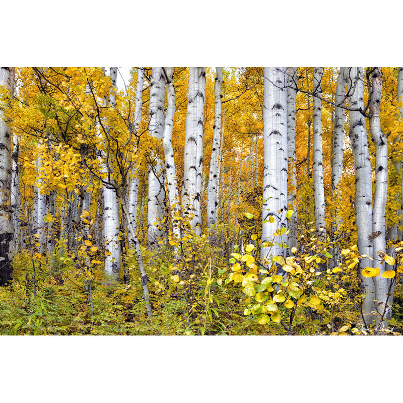 Yellow Woods IV - Wrapped Canvas Painting, 30cm H x 46cm W x 3.8cm D