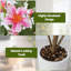 120cm Plant-1140374908