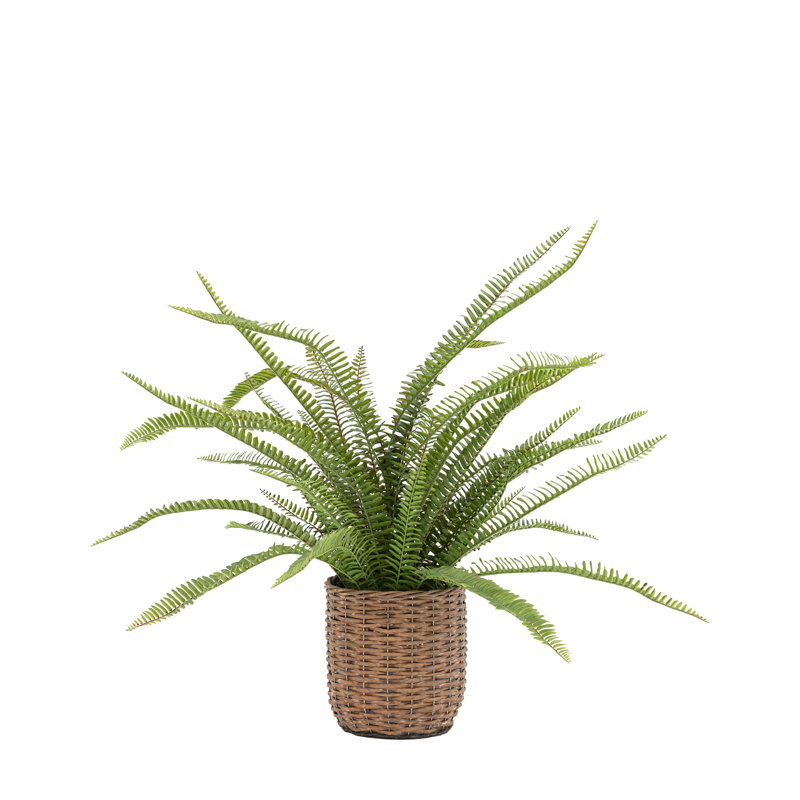 Fern Plant, 98cm H x 57cm W x 58cm D