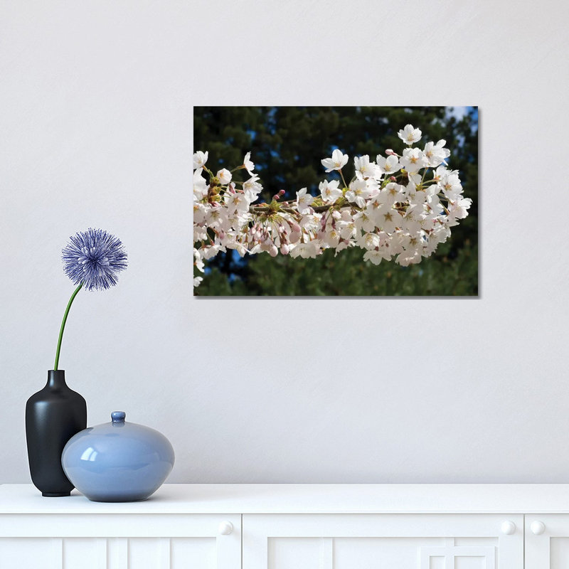 Cherry Blossom Flowers Against Pine Tree, Hiraizumi, Iwate Prefecture, Japan II 1 Piece Wrapped Canvas Wall Art