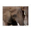 «Elephants 2» de Fillmer, reproduction de photo sur toile tendue-30362774