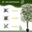 Plante 63 po