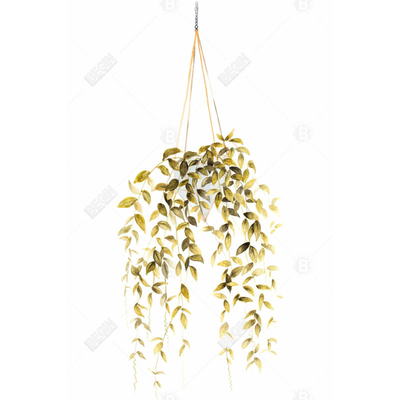 " Hanging Plant "