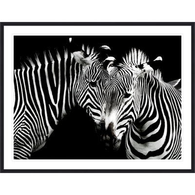 Zebra Duo Print by Mat Sanders
