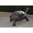 Giant Tortoise - Turtle bronze statue -  Size: 64"L x 36"W x 36"H. 