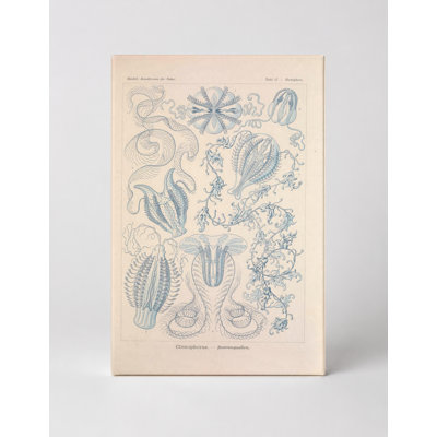Art mural sur toile - Ctenophorae (Tafel 27, 1904)