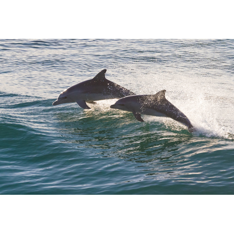 Two Sparkling Dolphins by Sally Hinton - Wrapped Canvas Print, 20cm H x 30cm W