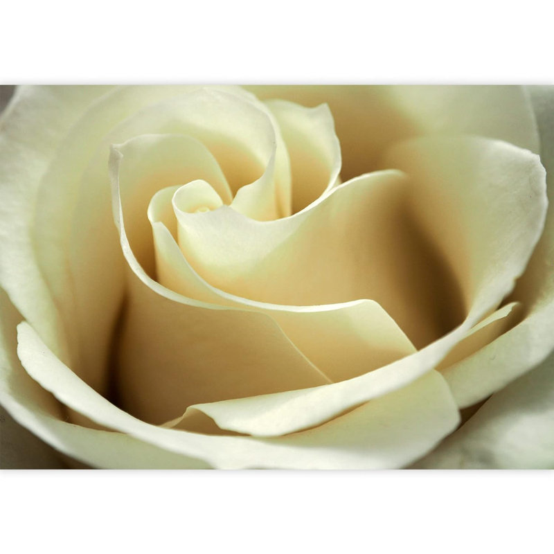 Floral Petal Closeup Border, 66" L x 96" W