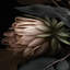 Velours fleurs d'ombre-790926950