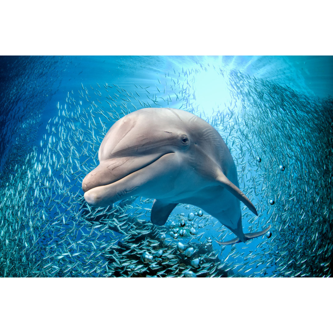 Dolphin Underwater On Blue Ocean Background by Andrea Izzotti - Wrapped Canvas Print