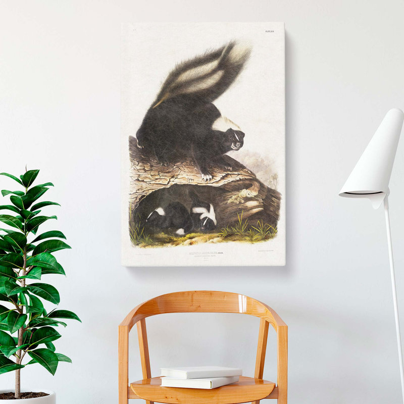 American Skunks - Wrapped Canvas, 76cm H x 50cm W x 3cm D