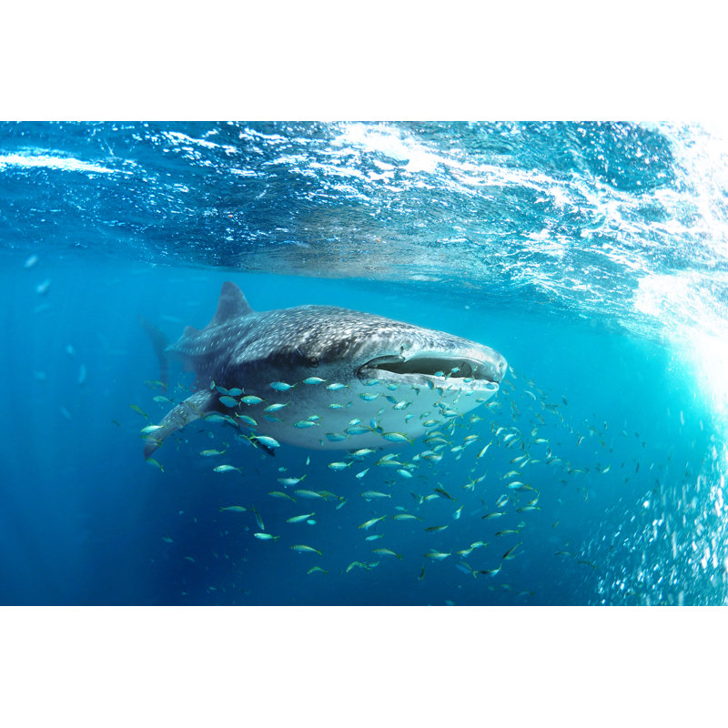 Whale Shark par Coral_Brunner - Photographie sur toile tendue, L 12 po x H 8 po