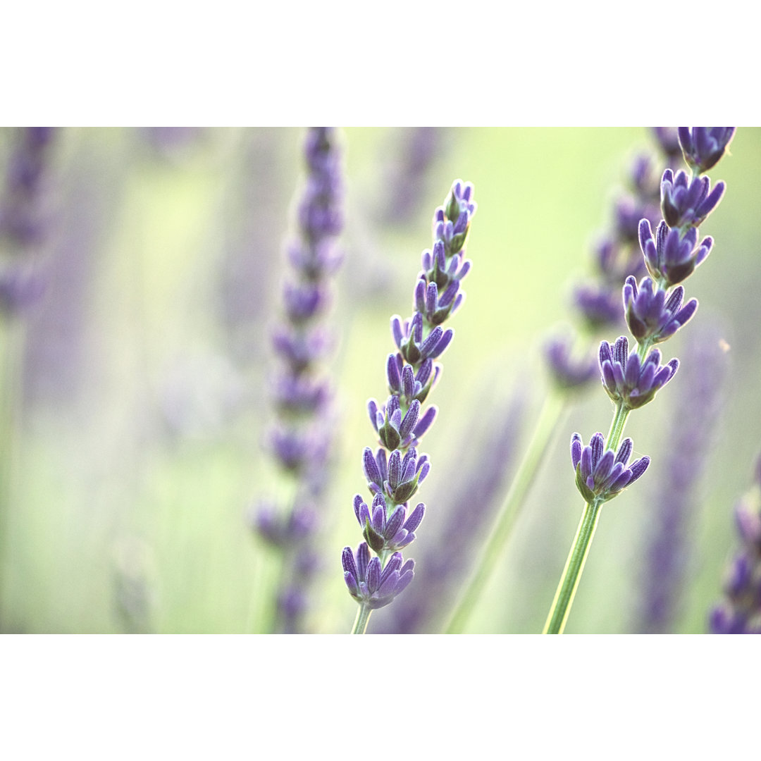 Lavendel an einem sonnigen Tag von Rike_ - Druck ohne Rahmen auf Leinwand