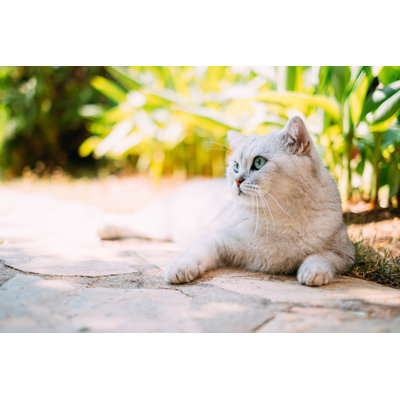 British Shorthair argenté par Aegeanblue