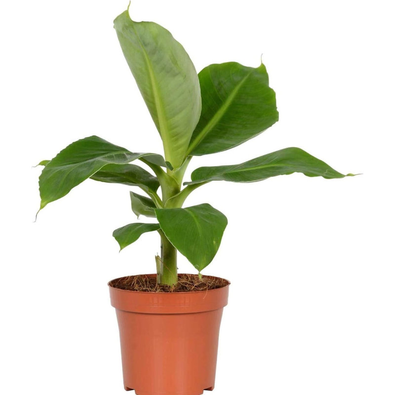 Flowering American Plant Exchange Banana Live Plant, Dwarf Cavendish, 6-Inch Pot, Fruiting Houseplant