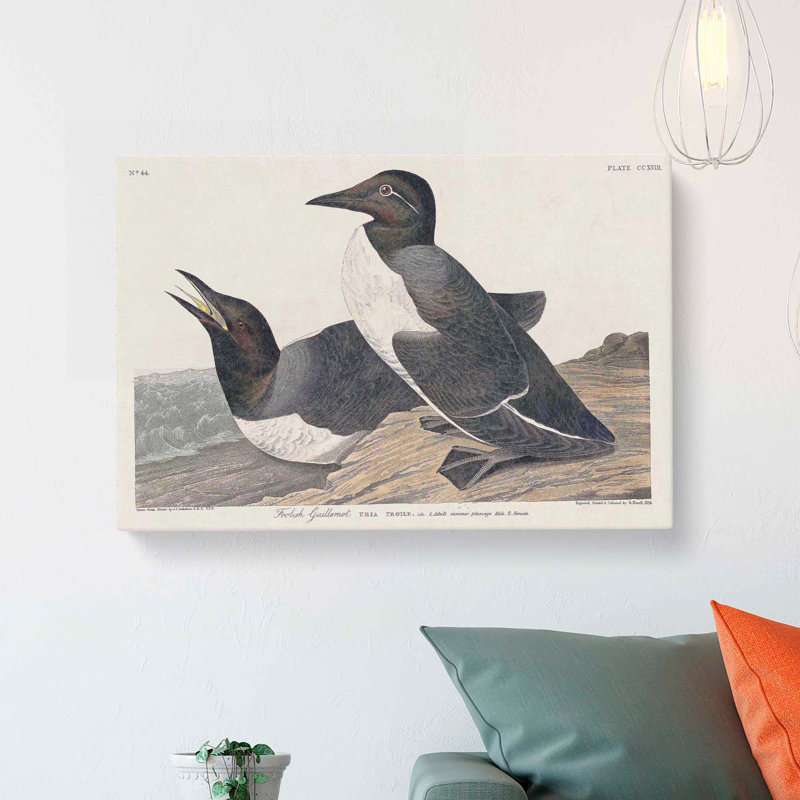 Foolish Guillemots by John Audubon - Wrapped Canvas, 35cm H x 50cm W x 3cm D