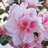 1 Gallon Autumn Belle Encore Azalea Live Low Maintenance Plant
