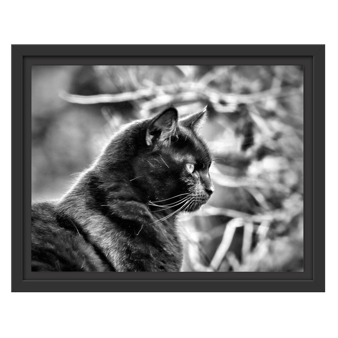 Gerahmtes Wandbild schwarze Katze