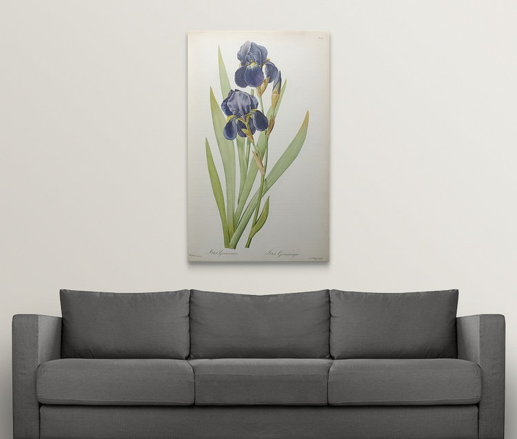 'Iris Germanica Graphic Art Print Ophelia & Co. 