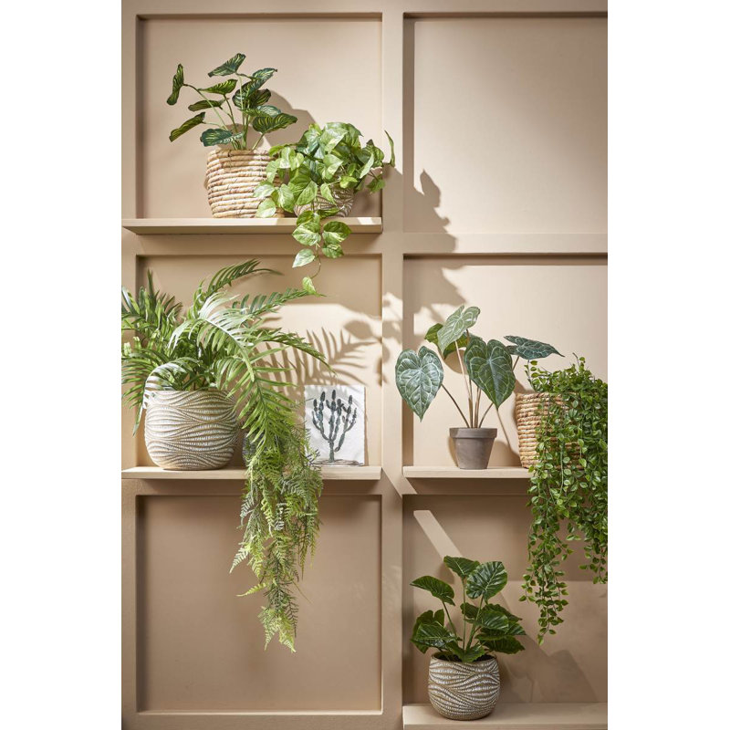 Areca 53cm Plant