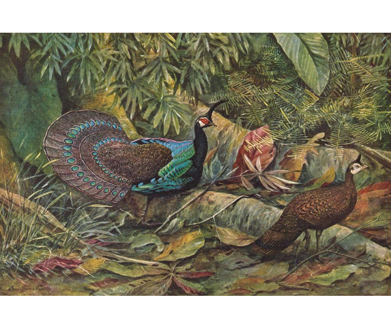 «Palawan Peacock Pheasant» par Louis Agassiz Fuertes - Art mural sur toile tendue avec châssis, H 17 po x l 24 po