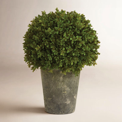 Cumbie 13.5 " Boxwood Plant in Pot